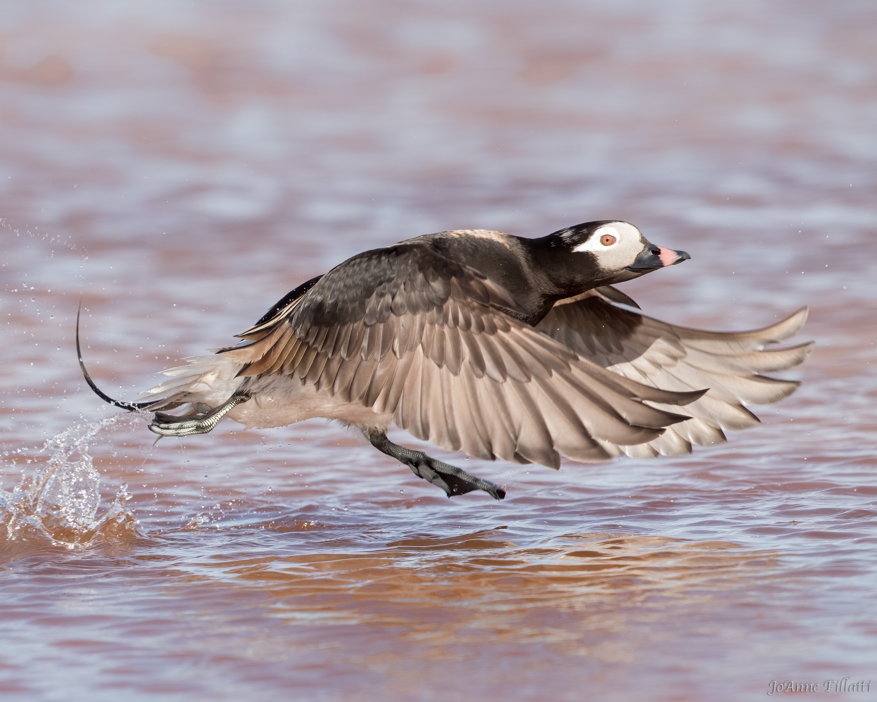 bird of alaska image 6